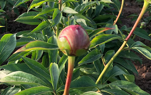 Peony and life complement each other