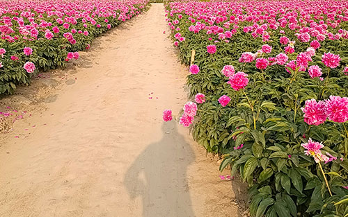 The origin and cultivation history of Chinese peony