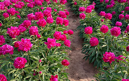 A Legend About a Peony Variety